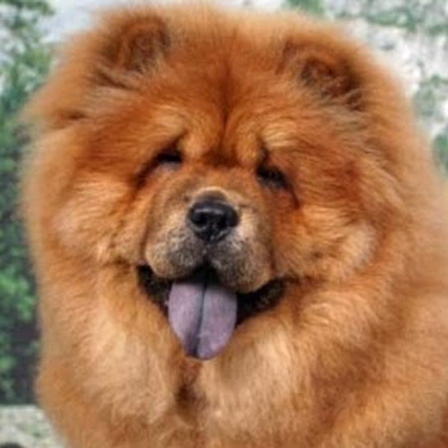 Чау чау язык