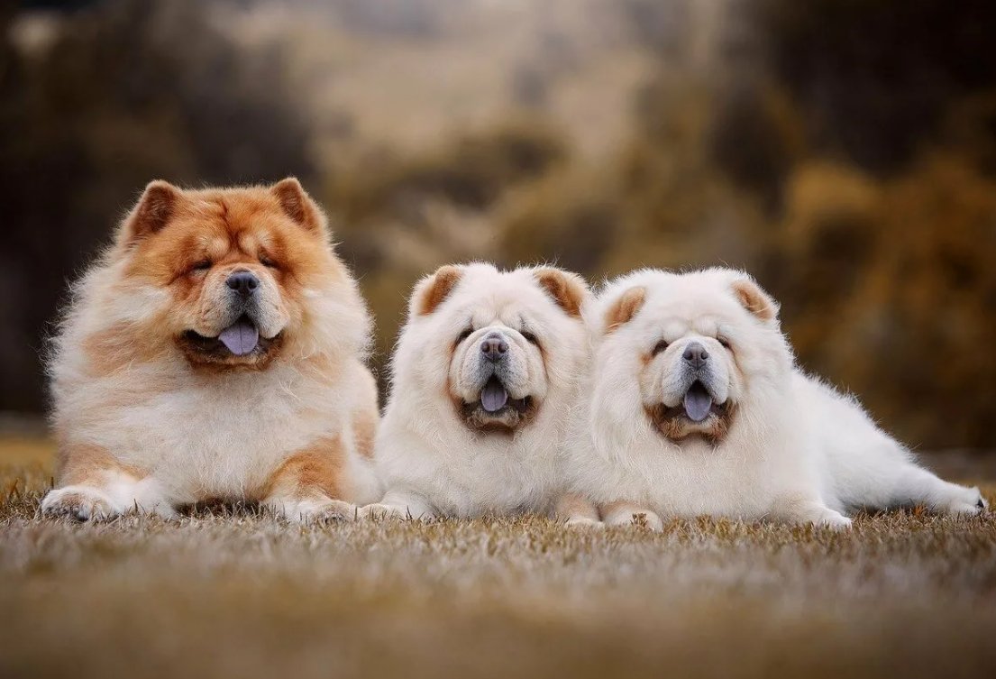 Чау-чау собака