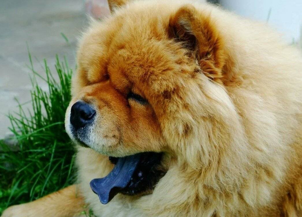 Чау-чау собака