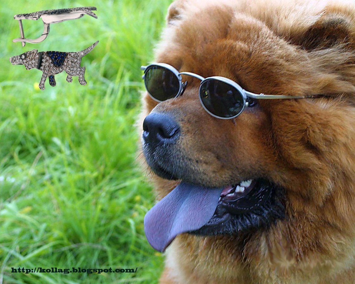 Чау чау голубой