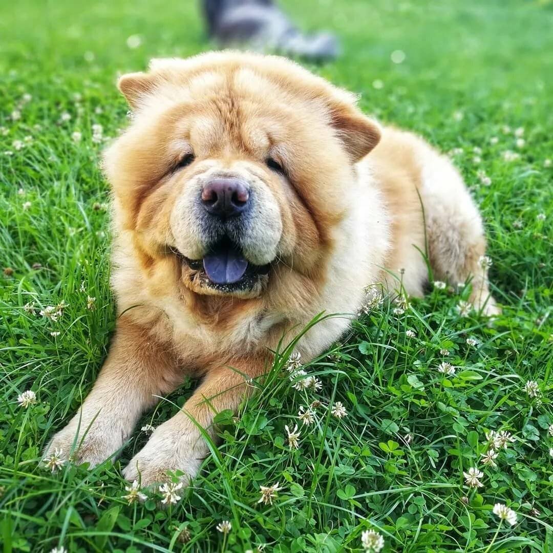 Собака с синим языком японской мордой