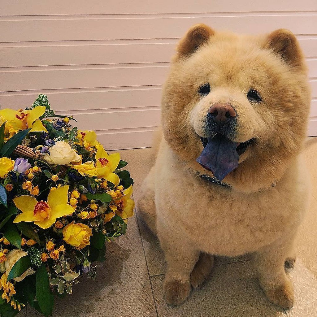 Чау чау язык