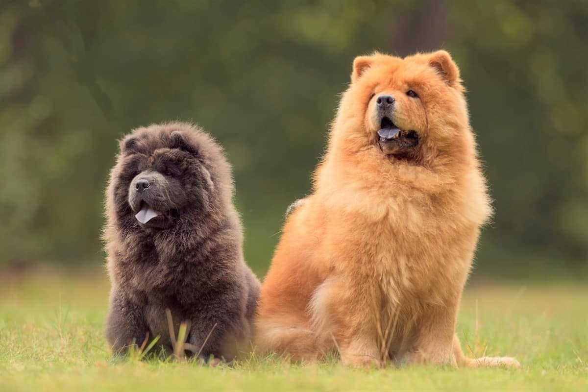 Чау чау фиолетовый язык