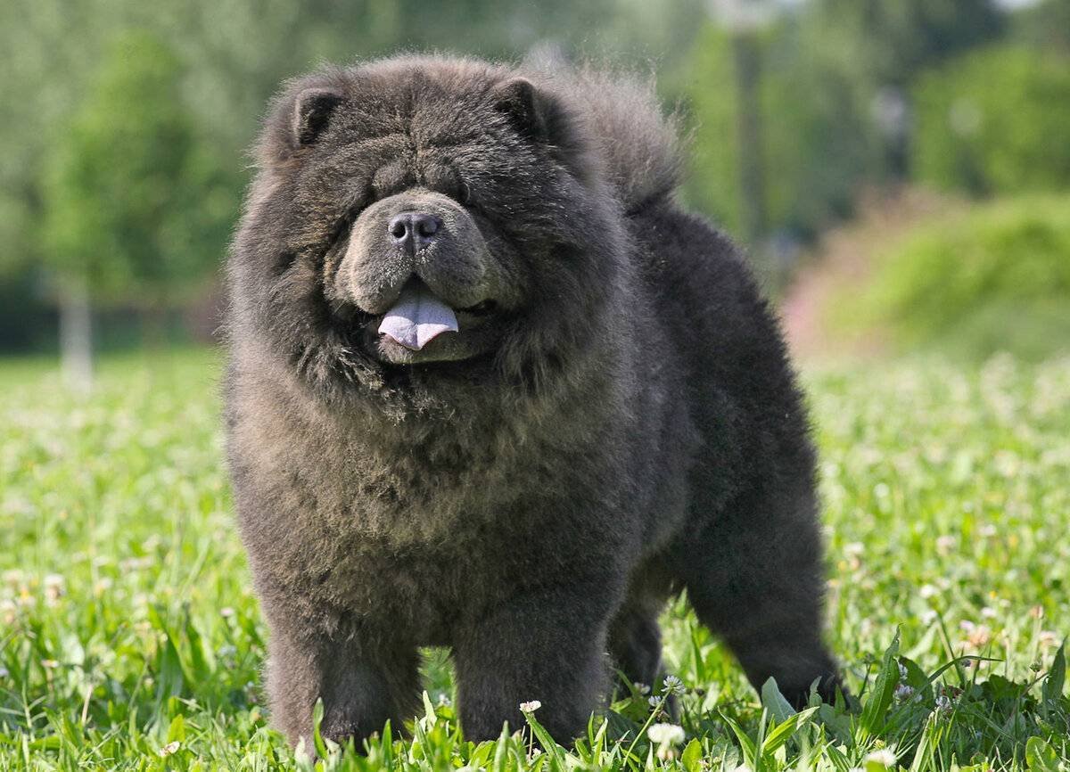 Собака с синим языком