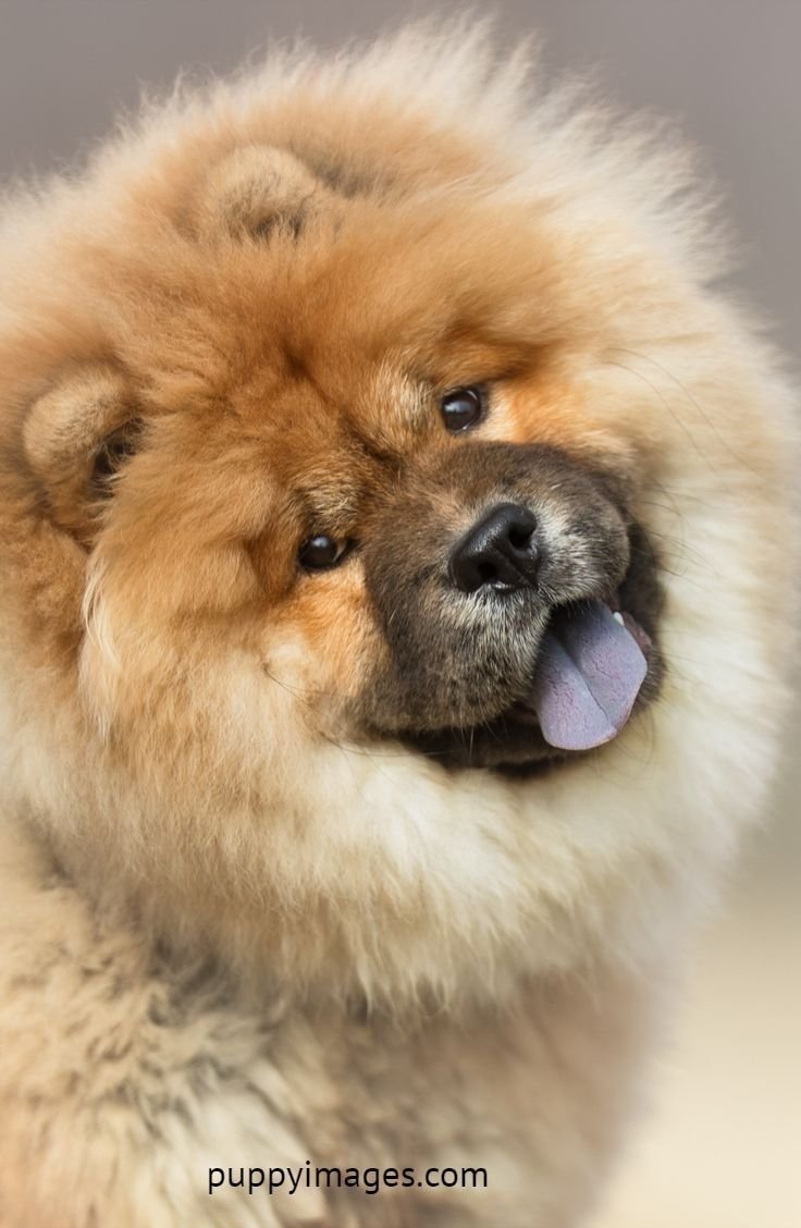 Чау-чау длинношерстный