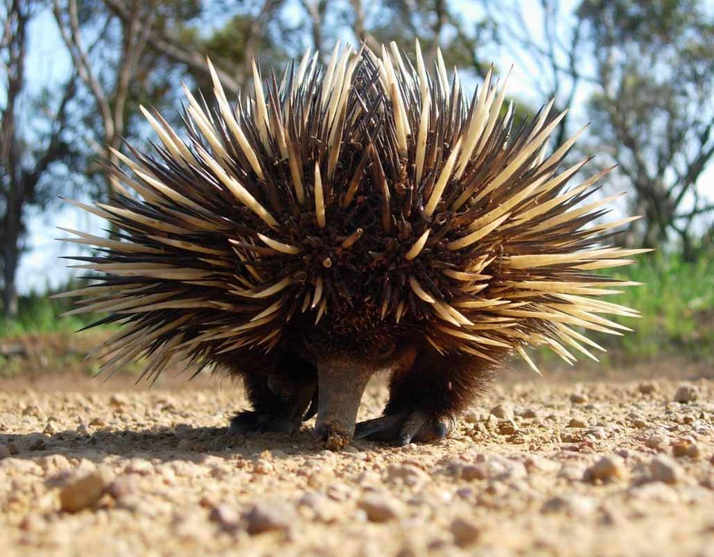 Ехидна и Дикобраз