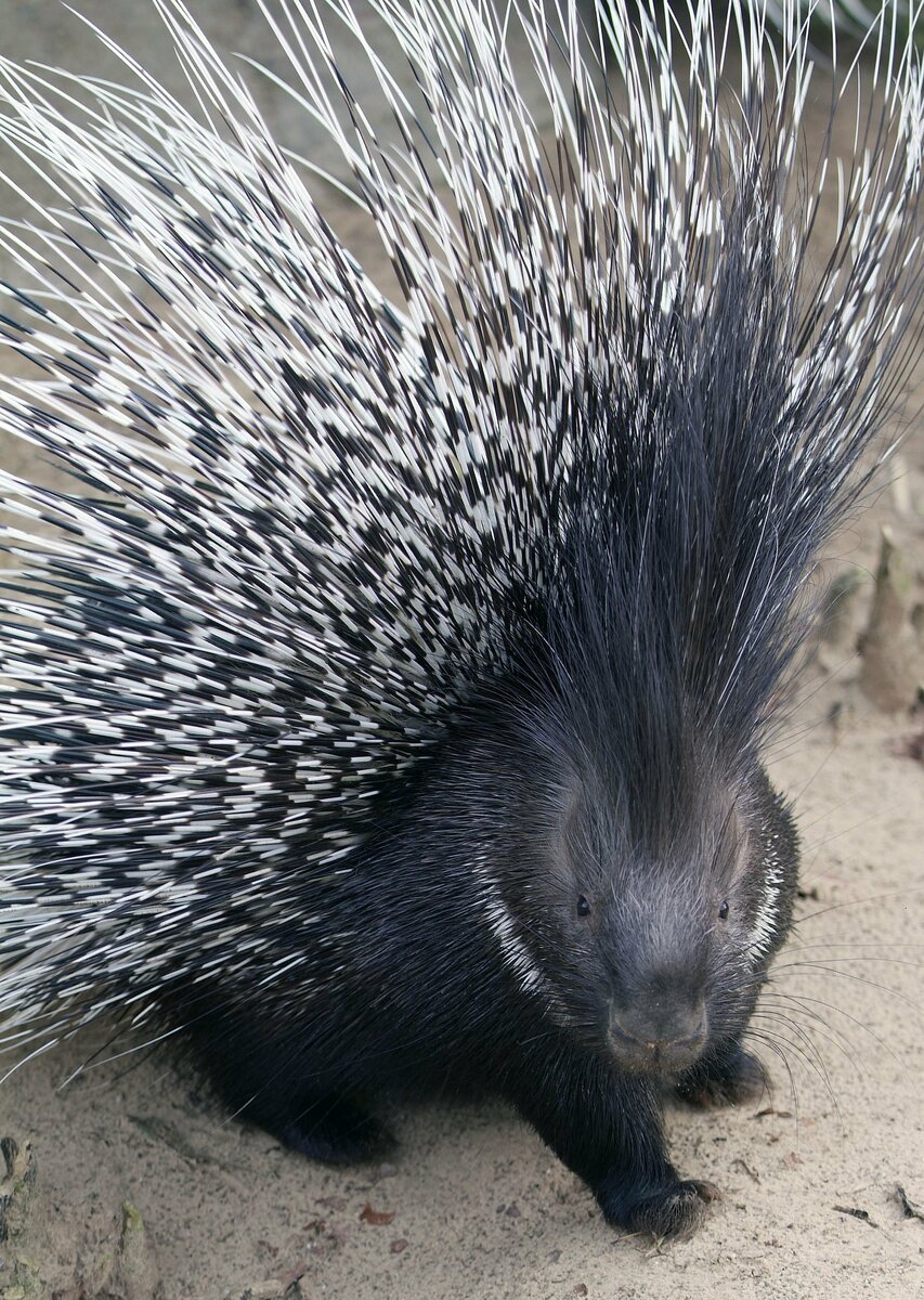 Суматранский Дикобраз