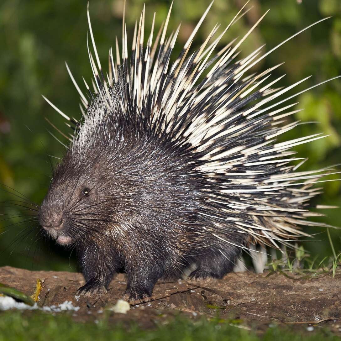 Пимпла-древесный Дикобраз