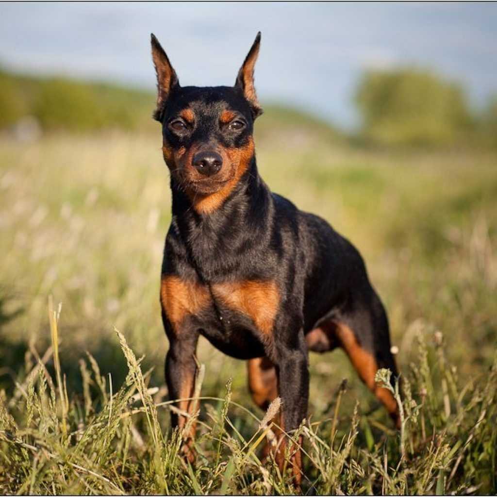 Доберман пинчеркардиковый