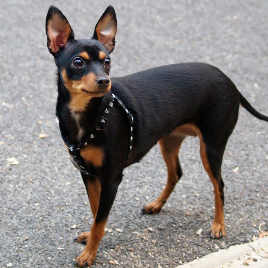 Мини Доберман Цвергпинчер
