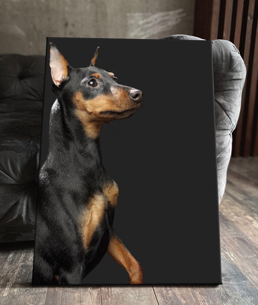 Цвингер пинчер