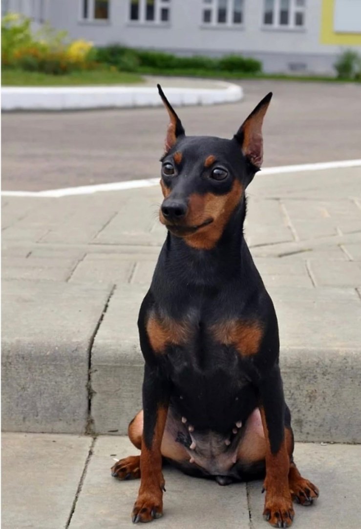 Немецкий пинчер и Доберман