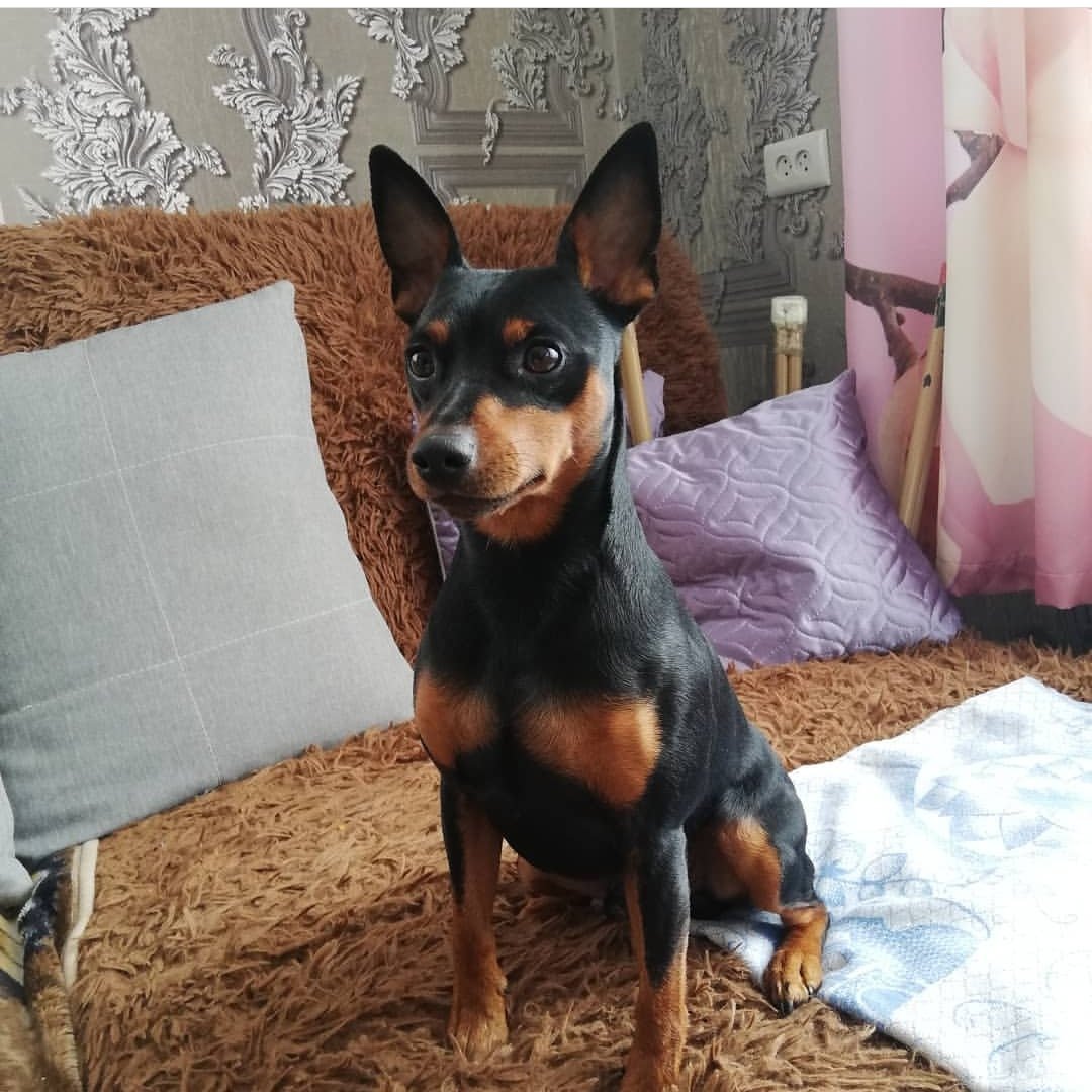 Доберман-пинчер карликовый