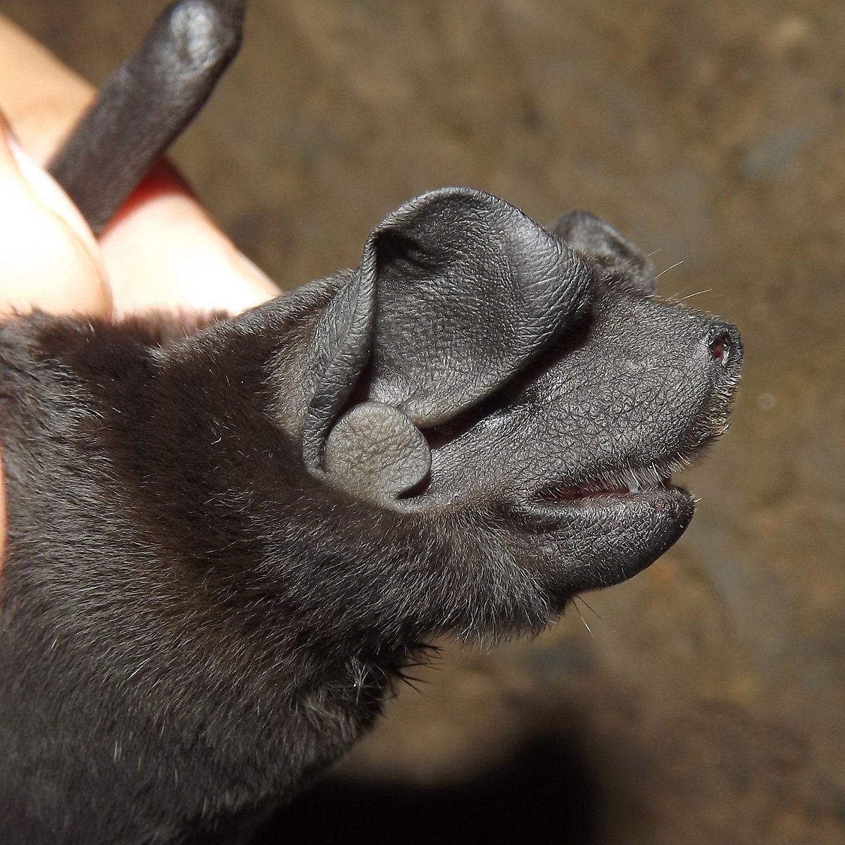 Летучая лиса альбинос