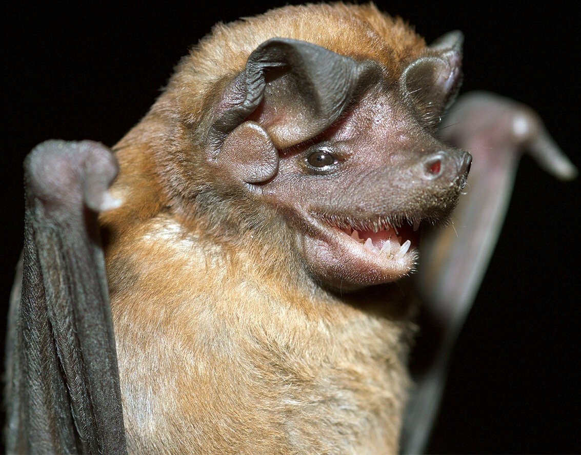 Кубинская воронкоухая летучая мышь