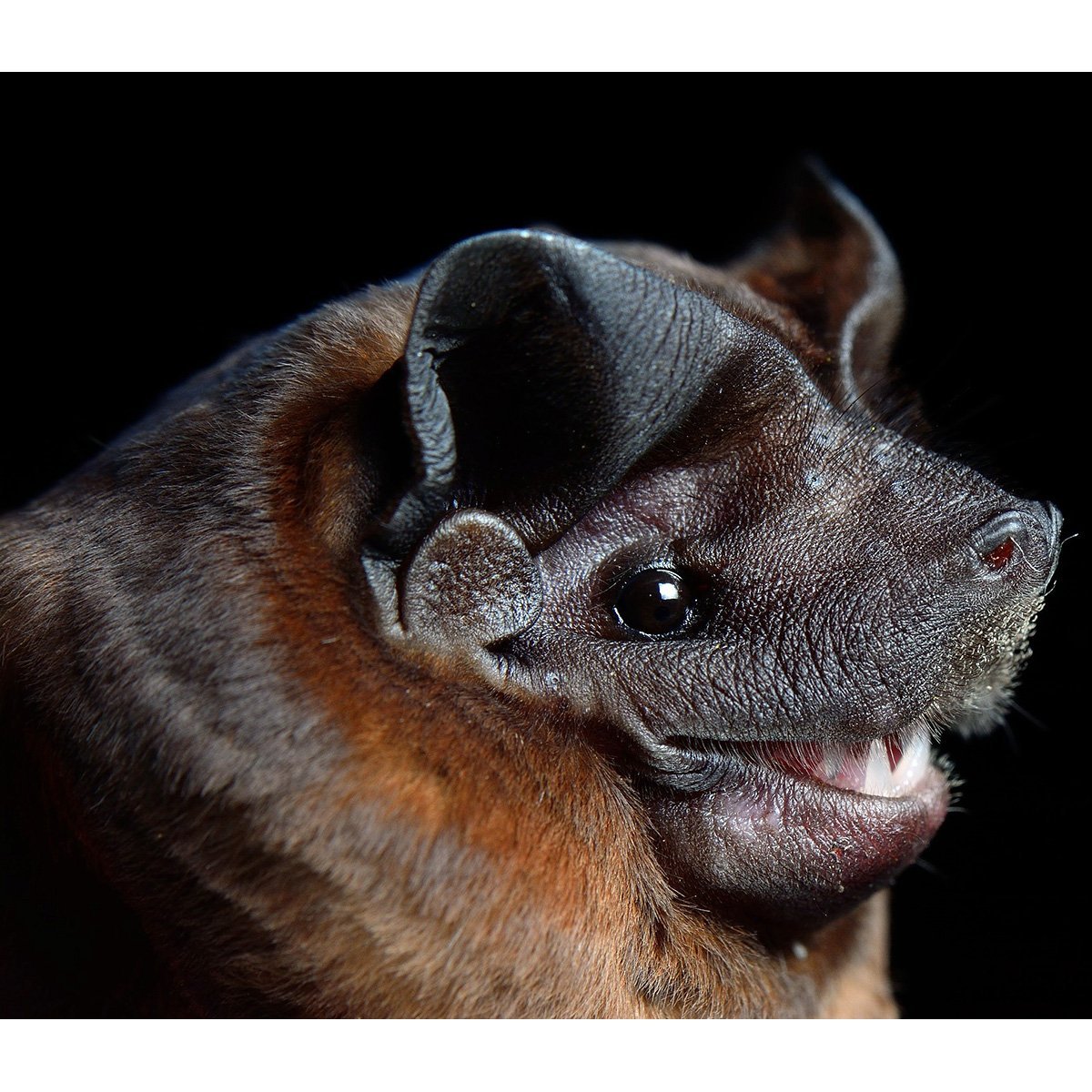 Бразильский складчатогуб