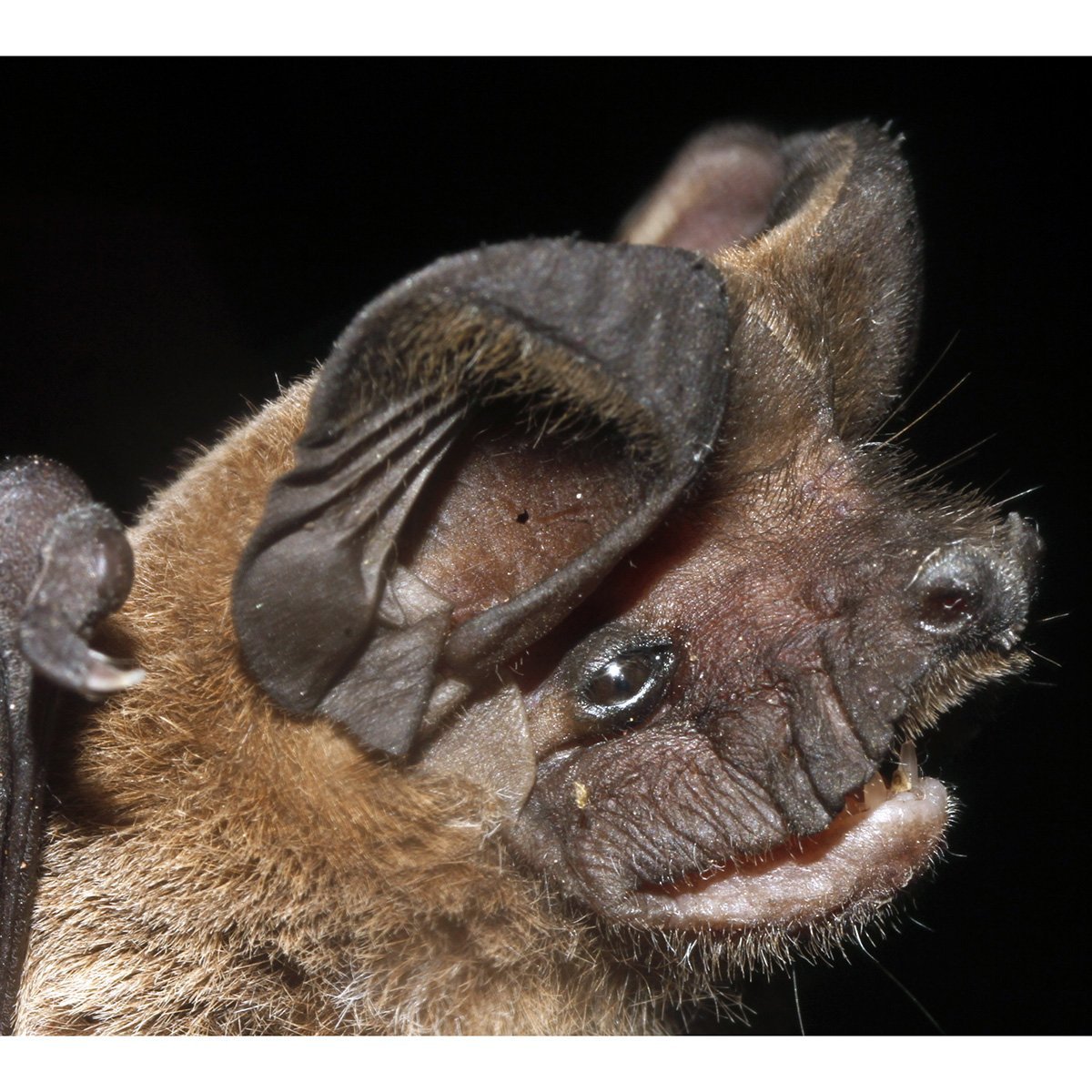 Бразильский складчатогуб