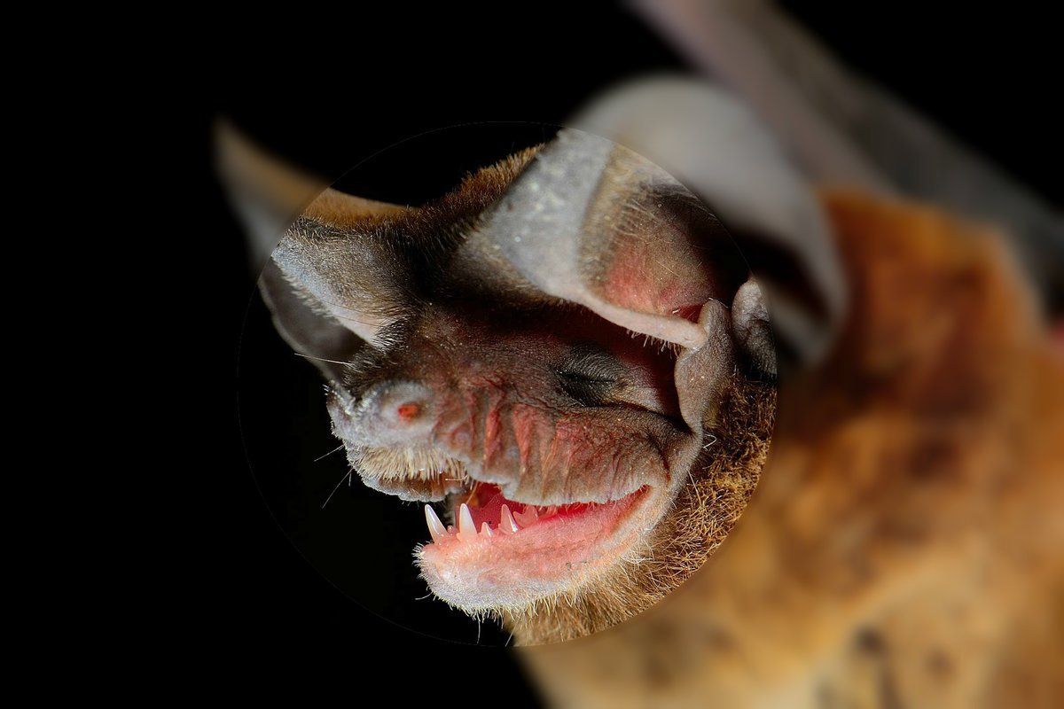 Широкоухий складчатогуб