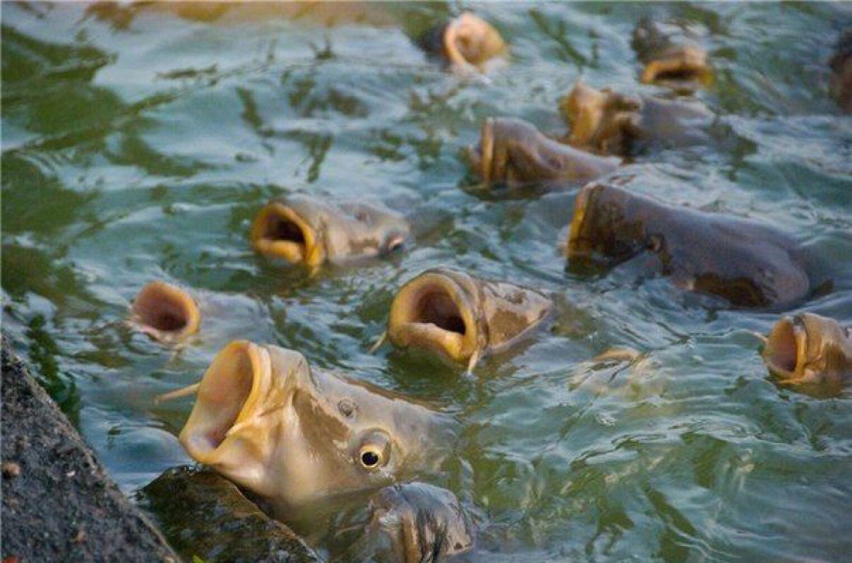 Сибас в Абхазии