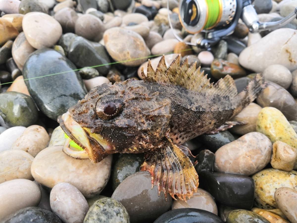 Карпы в пруду