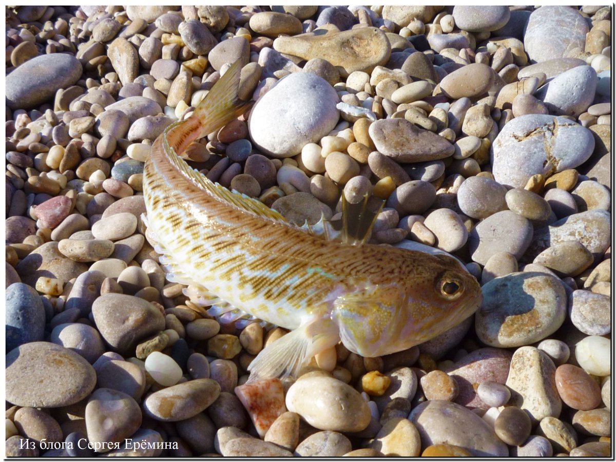 Морская рыбалка в Абхазии