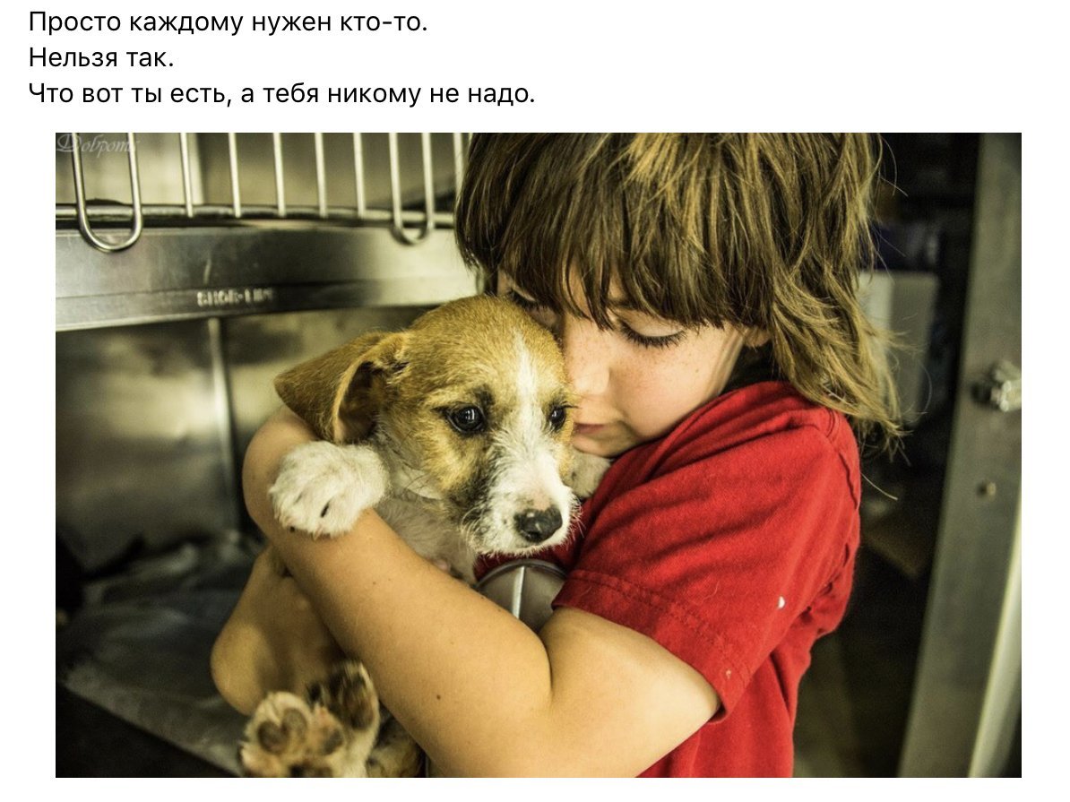 Не находя сочувствия. Милосердие к животным. Сострадание к животным. Сострадание человека к животному. Эмпатия к животным.