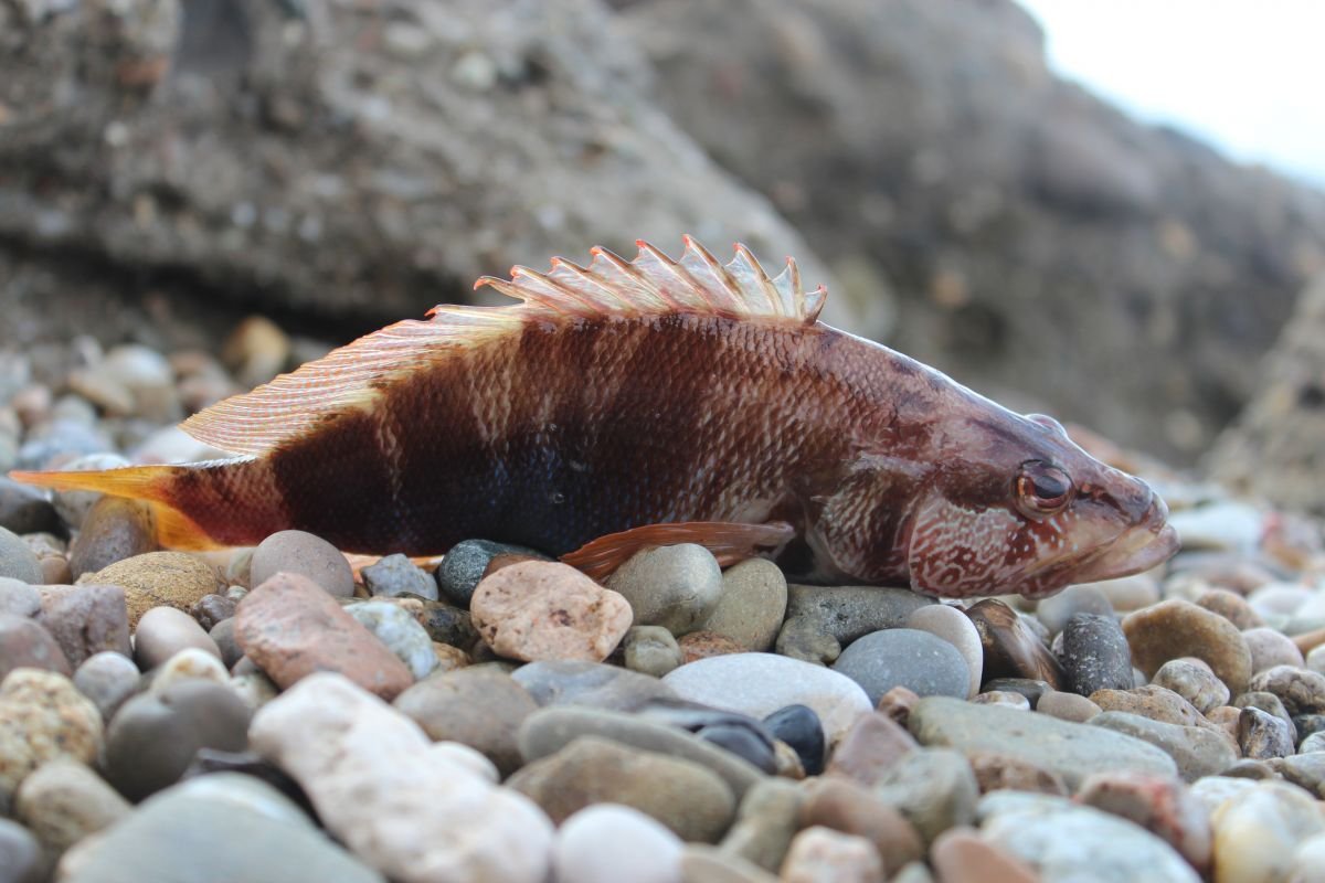 Звери Абхазии