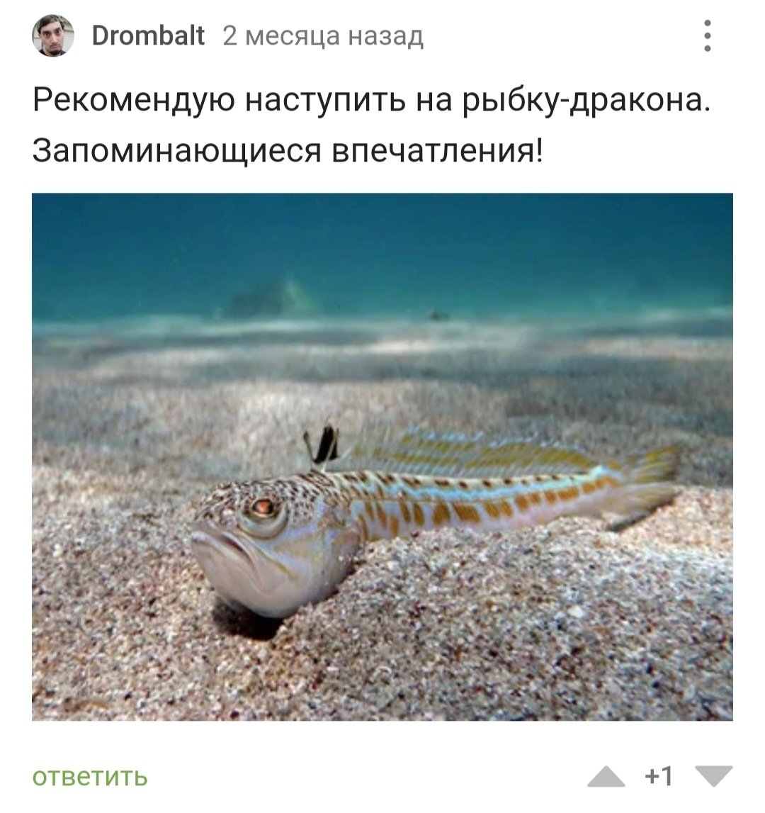 Рыбы мирового океана