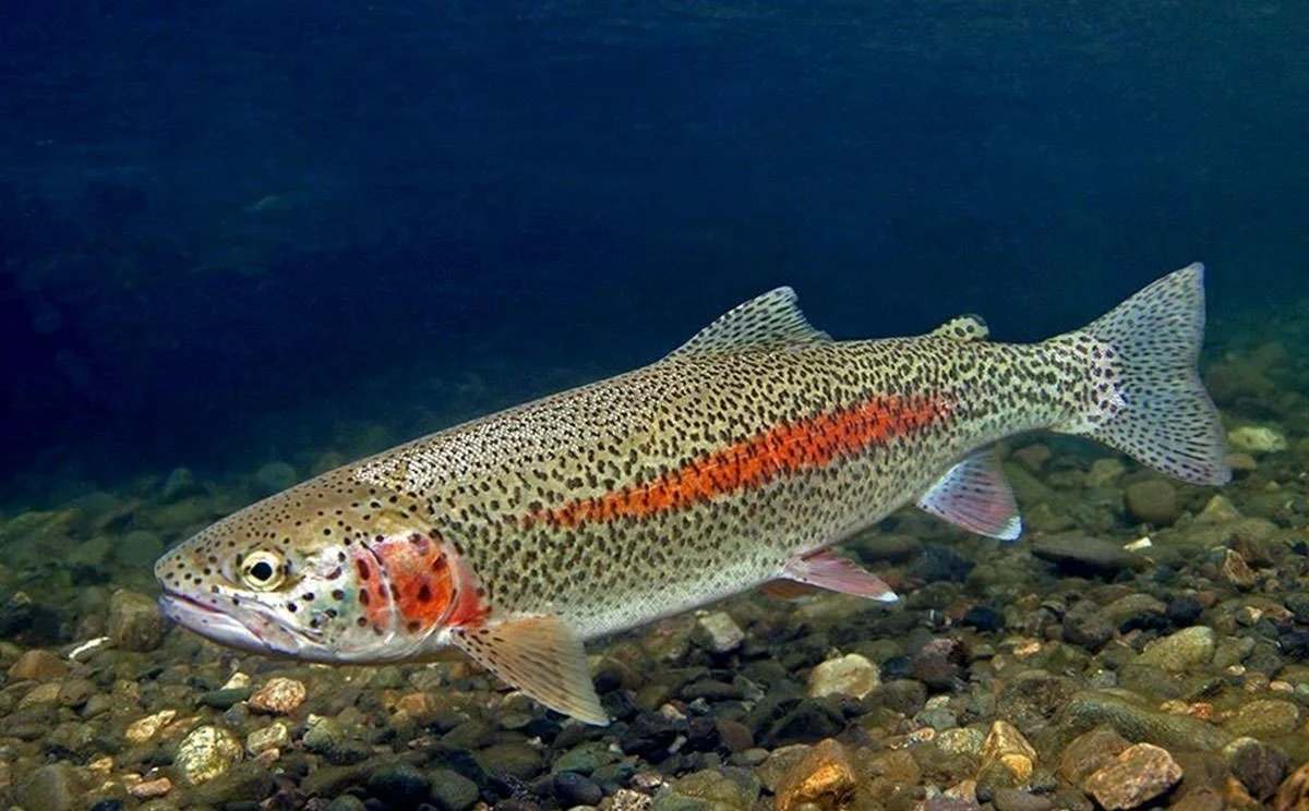 Дунайский лосось