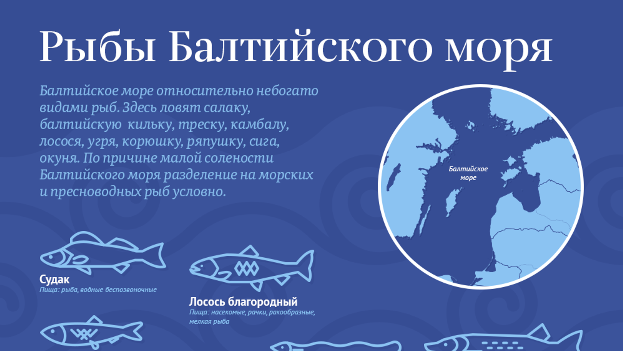 Рыбы Балтийского моря. Рыба обитающая в Балтийском море. Какая рыба водится в Балтийском море. Промысловые рыбы Балтийского моря.