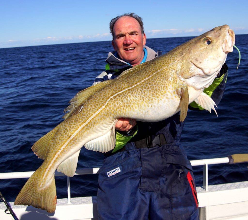 Атлантическая треска тресковые