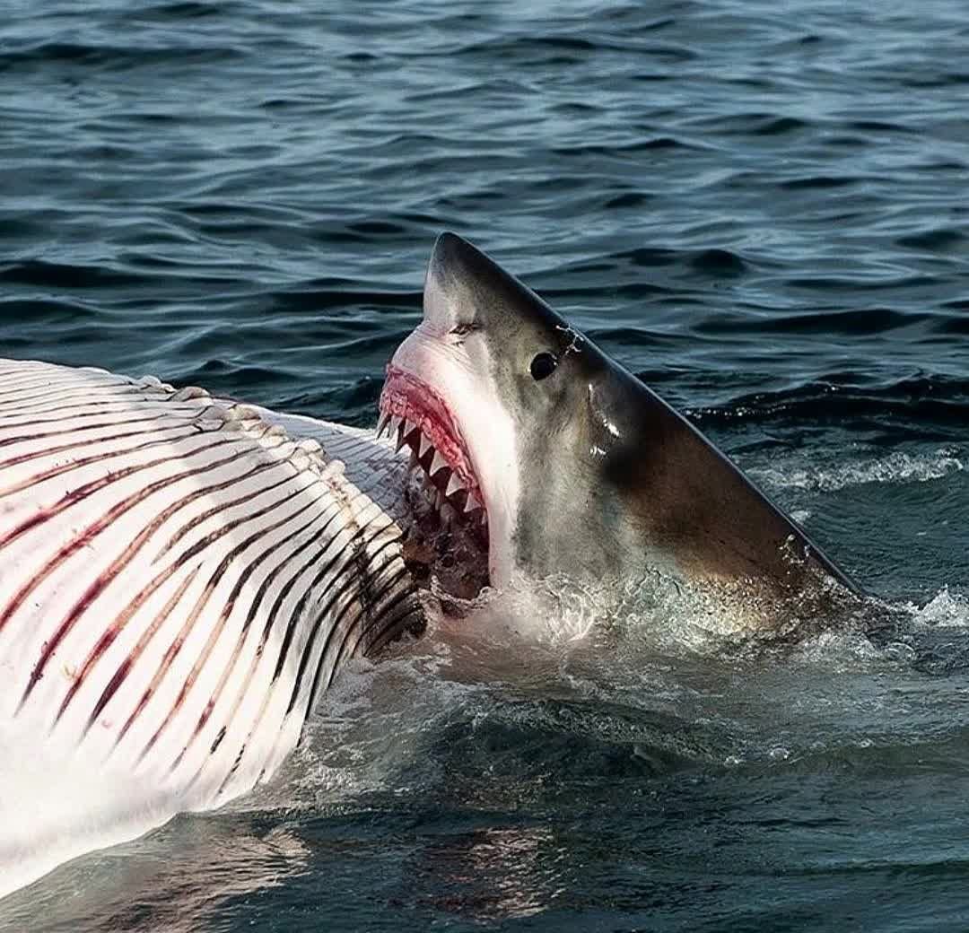 Кархародон Кархариас