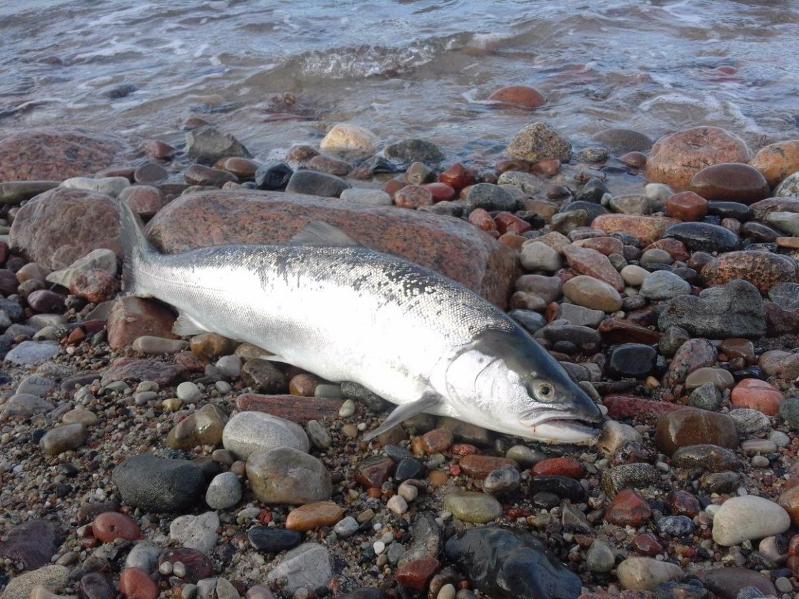 Кумжа Балтийская и лосось