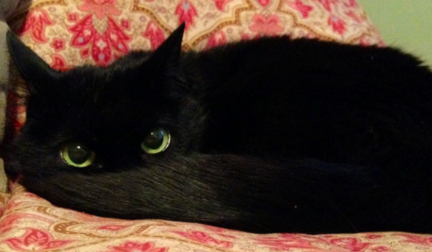 Черные котята во сне к чему снятся. Черный кот лежит. Черный кот с белыми усами. Черный кот в доме. Черный кот похож на Беззубика.