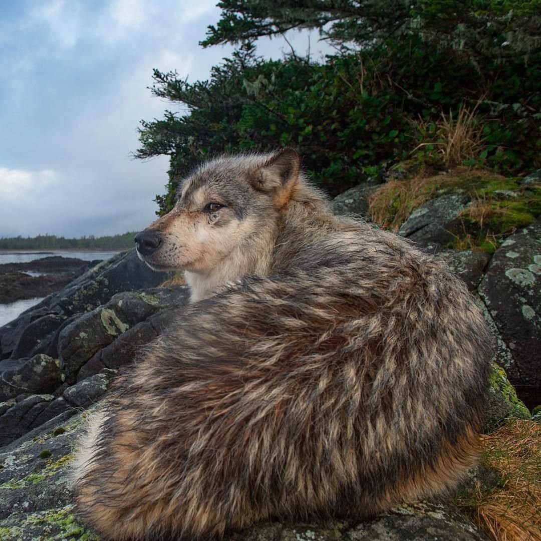 Охота Волков на оленя