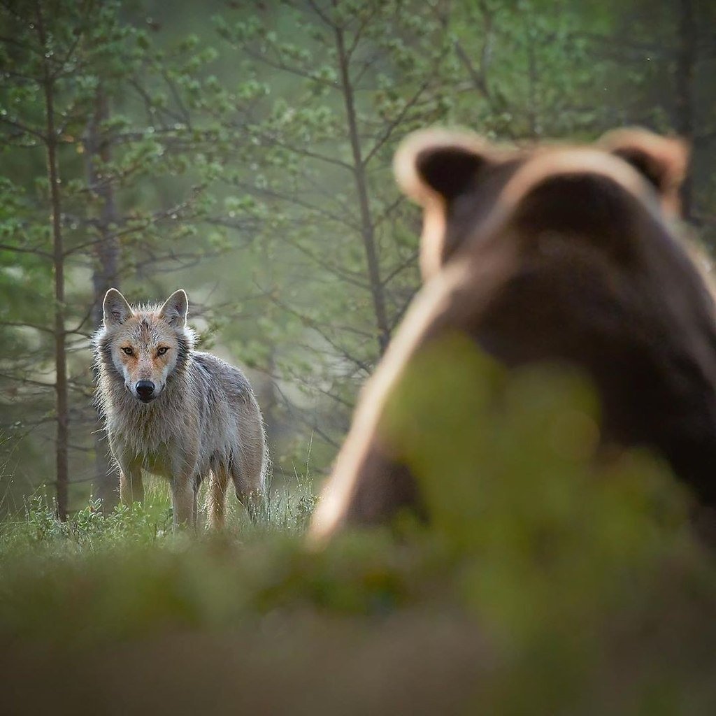Медведь Гризли против Волков