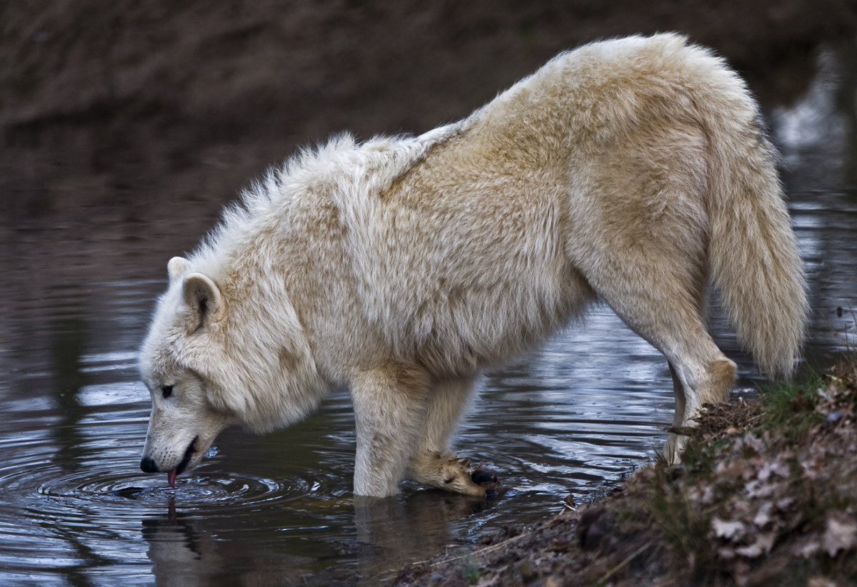 Медведь Гризли драка