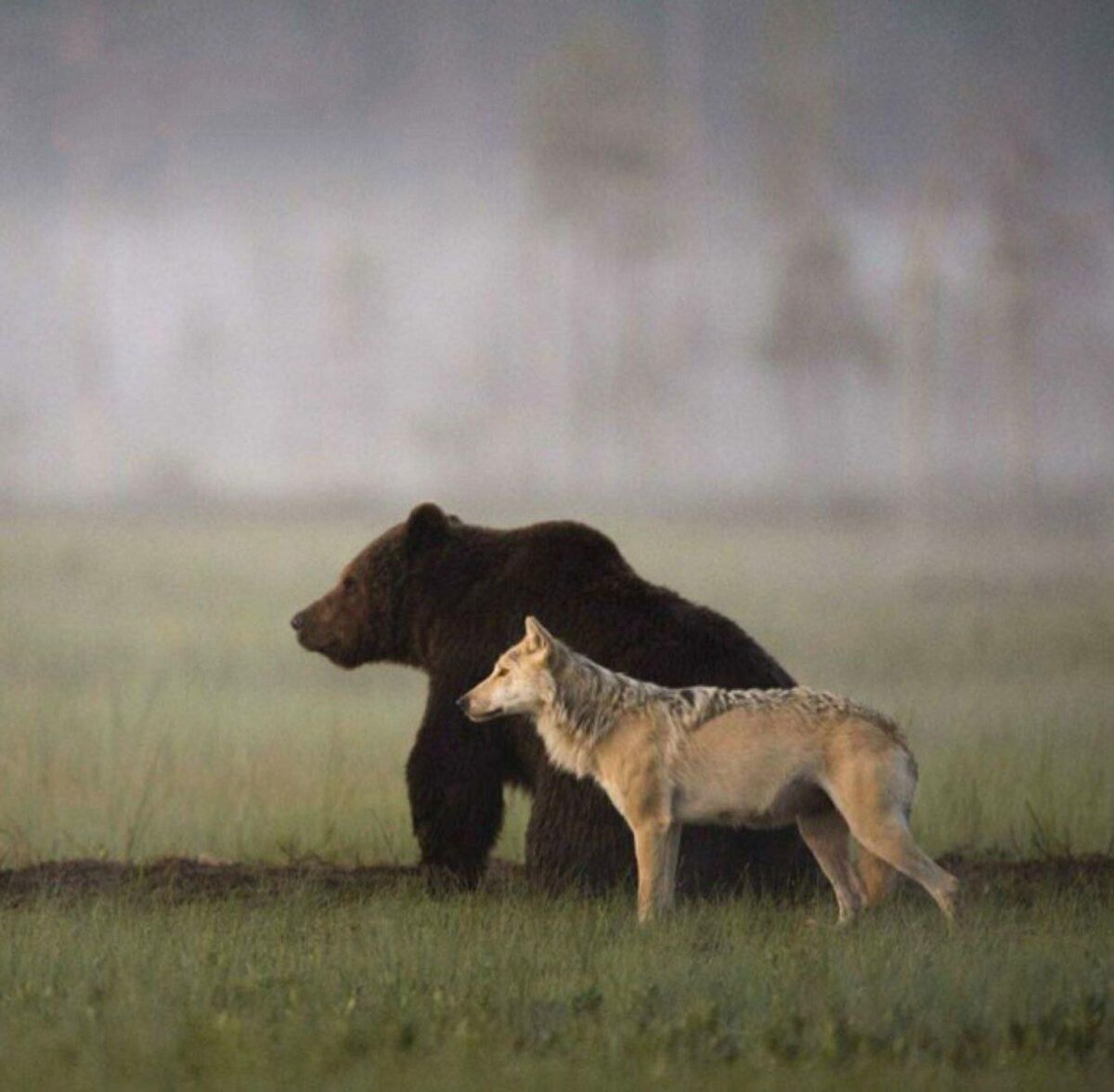 Варамир Шестишкурый игра престолов