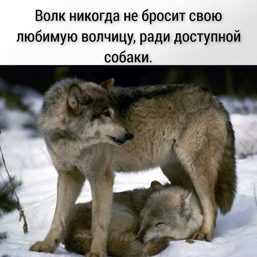 Медведи Гризли против волки