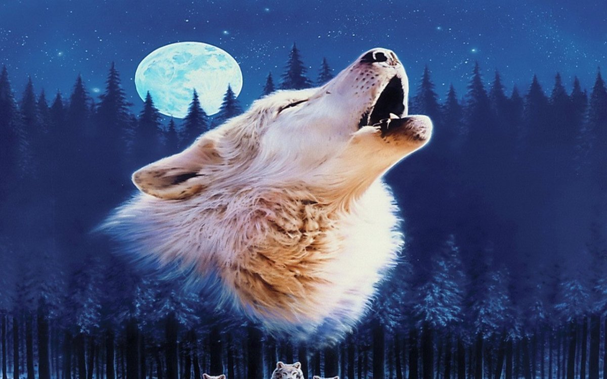 Злые медведи фэнтези