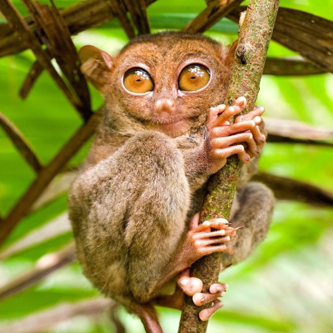 Суматранский долгопят