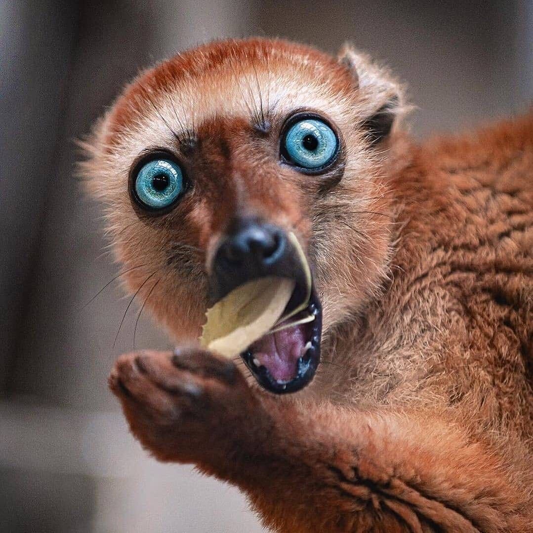 Глазоухий лемур