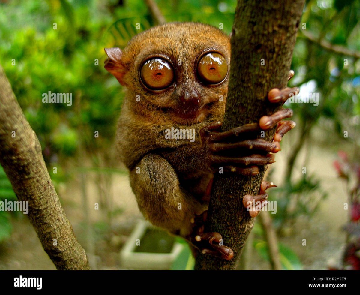 Мадагаскарский долгопят