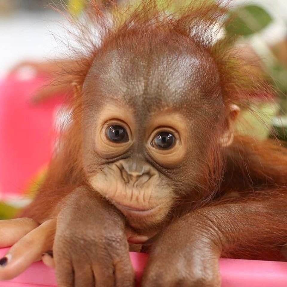 Обезьянка с голубыми глазами