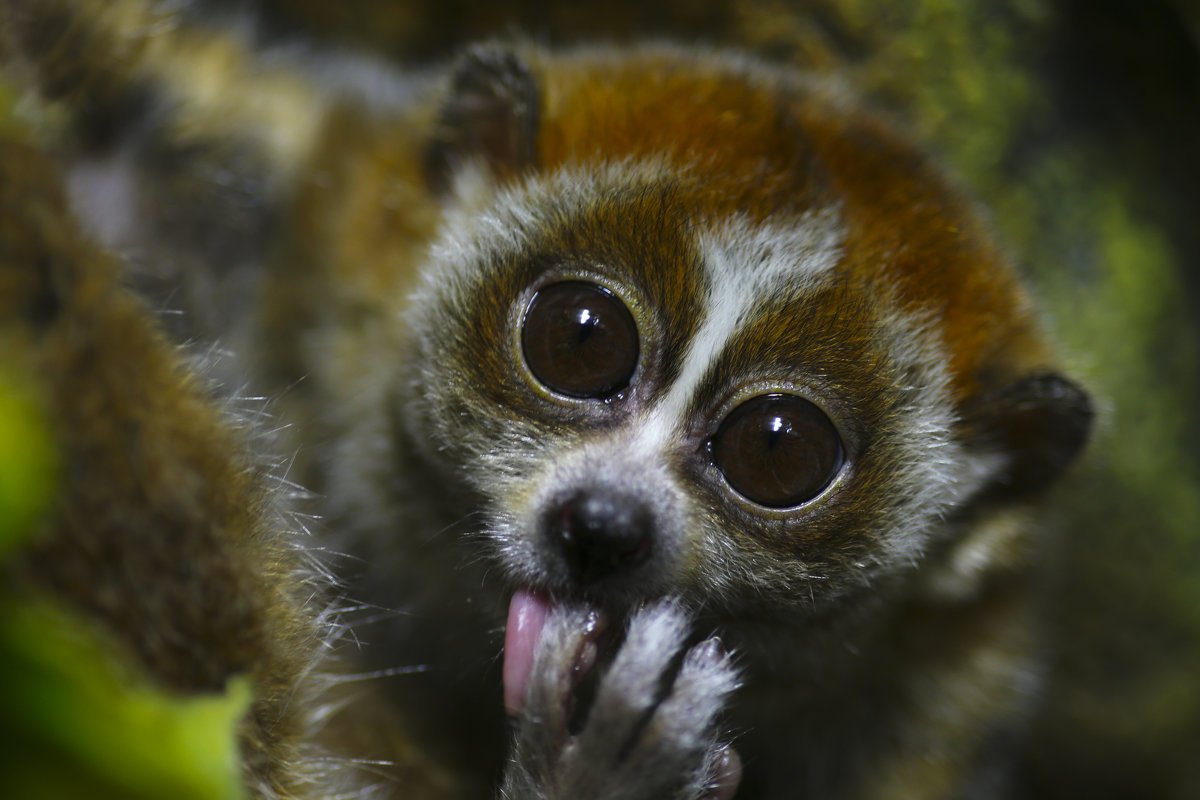 Лори галаго