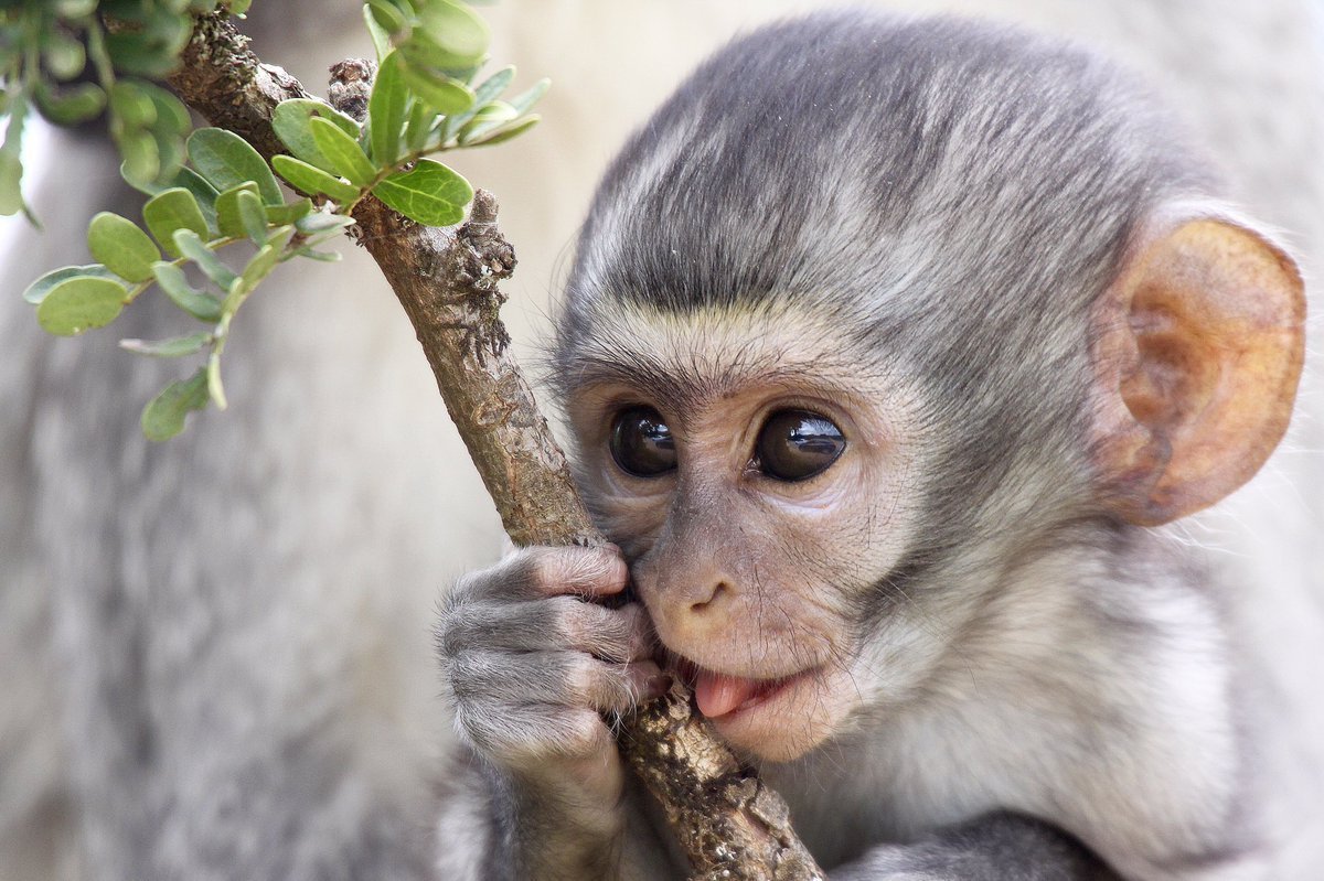 Домашний лемур галаго