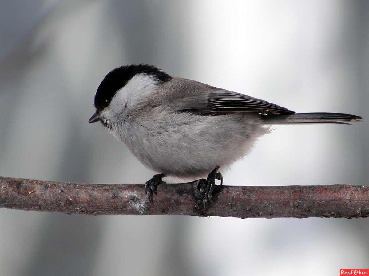 Синица пухляк