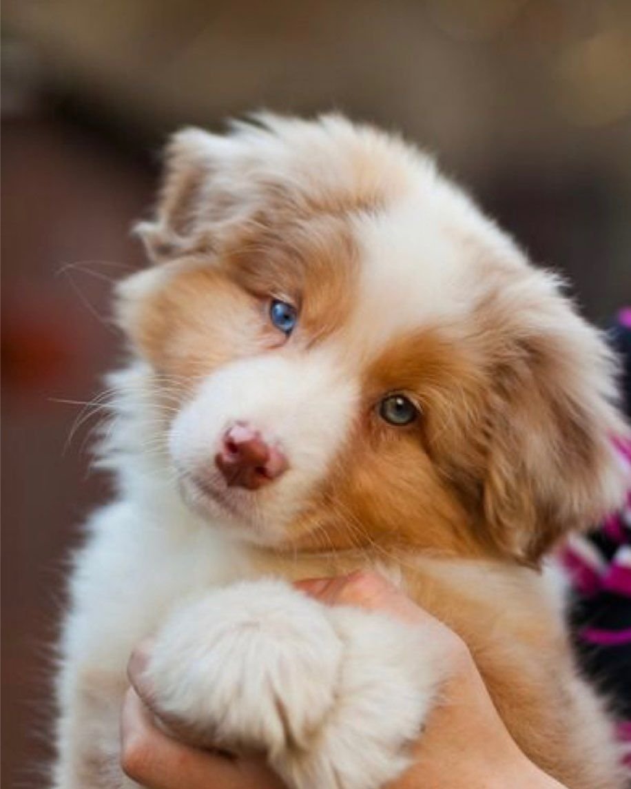 Акита ину щенок