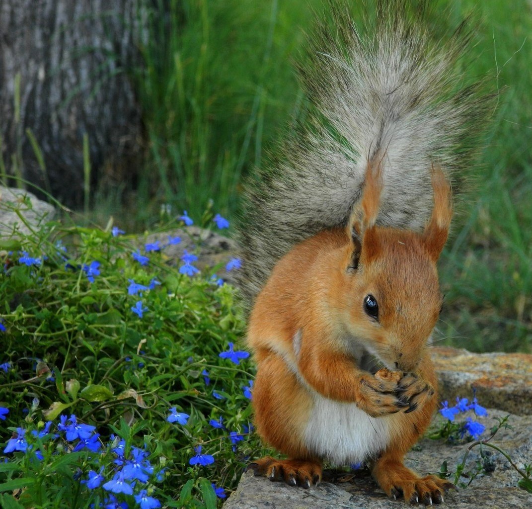 Алтайская телеутка