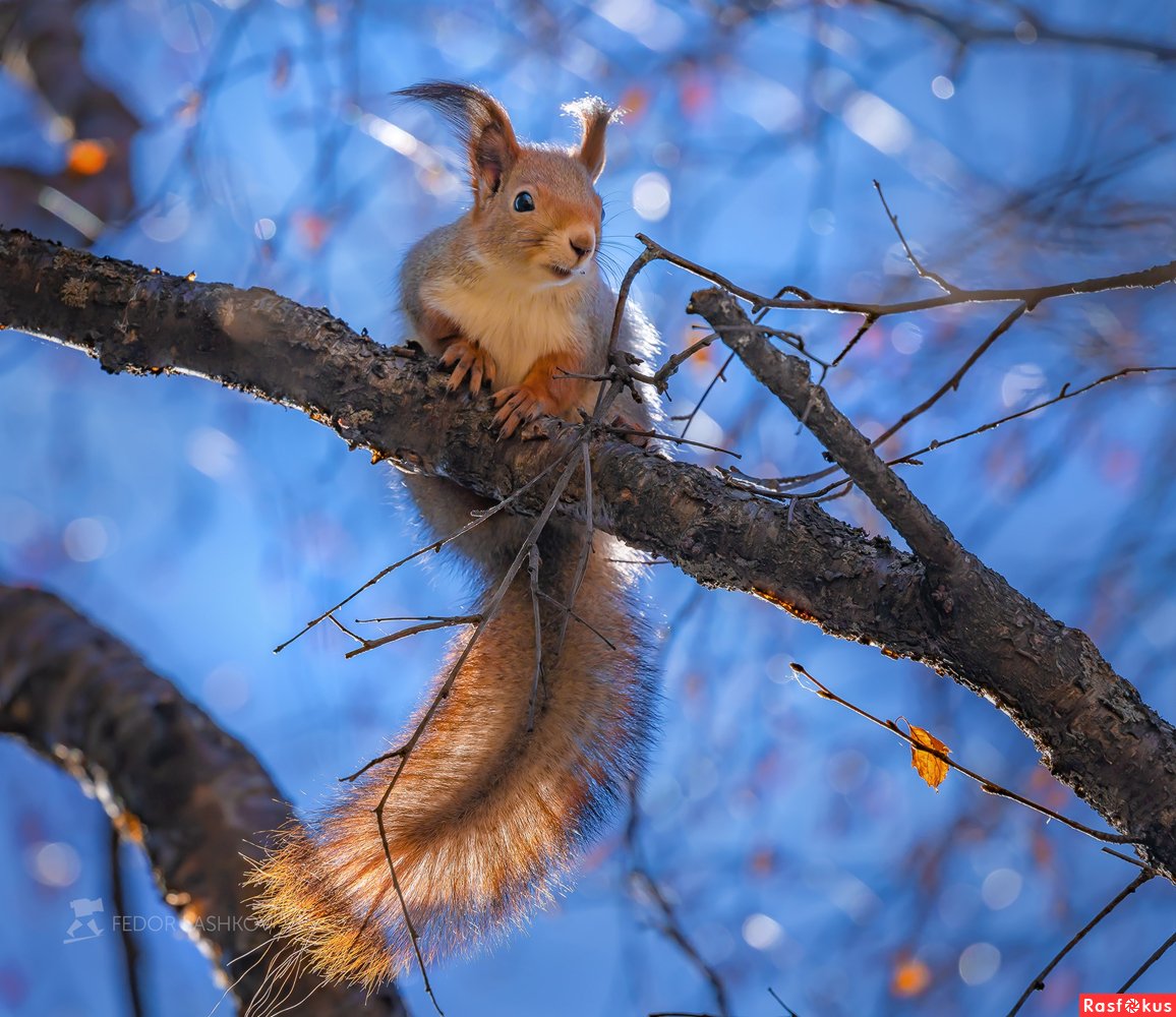 Животных белков